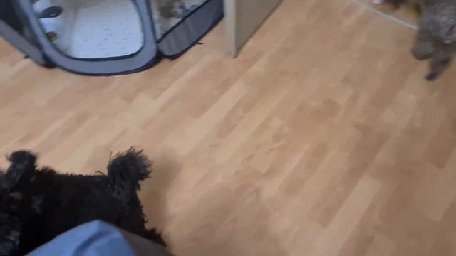 VLOG/ВЛОГ ДР Сони!/поступление в школу/ дачный колорит смотреть онлайн