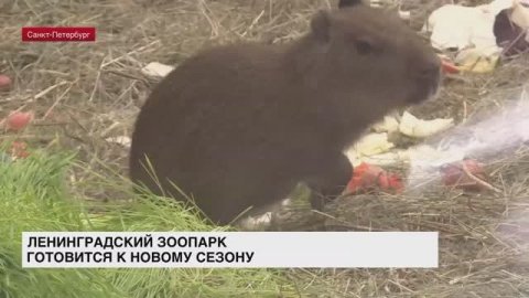 Ленинградский зоопарк готовится к новому весенне-летнему сезону
