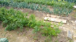 Созревает урожай на грядках по Митлайдеру.