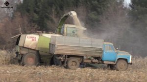 Claas Jaguar 860 снова в строю. Продолжаем уборку кукурузы