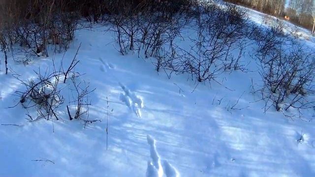 Охота на зайца Дачи. Многоследие. Охота в садах смотреть онлайн