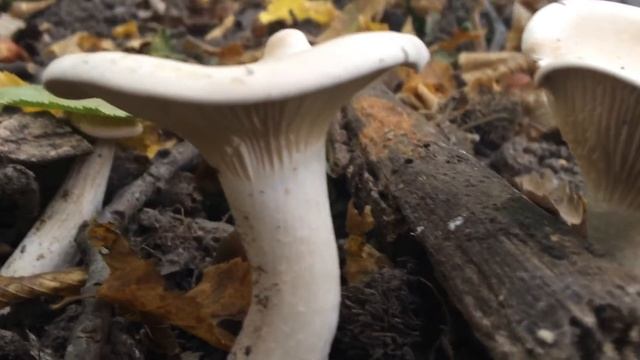 Óriás tölcsérgomba, Infundibulicybe geotropa, Trooping funnel, Mönchkopf PILZ смотреть онлайн