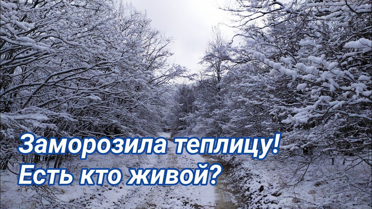 Обзор ОЧЕНЬ ХОЛОДНОЙ теплицы! Февраль 2020!