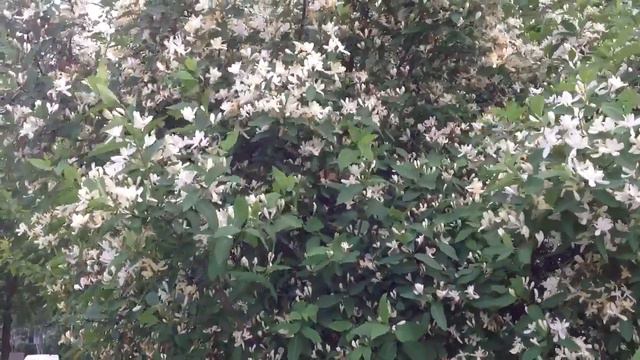 Цветущий куст смотреть онлайн