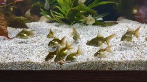 Мальки золотых рыбок подрастают