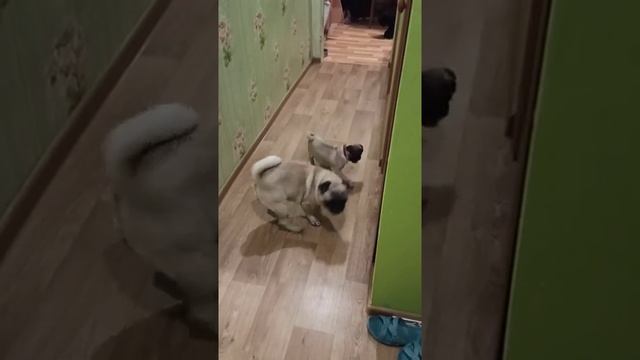 Обычный вечер у мопсов смотреть онлайн