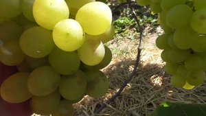 Виноград "Болгария"