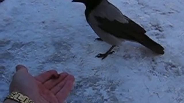Ворона зимой. смотреть онлайн