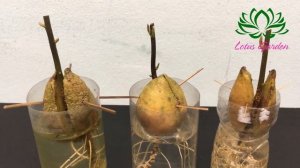 Growing avocado seeds in water very easy