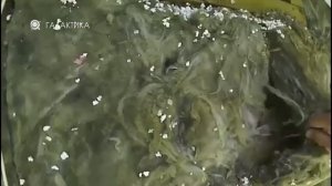 Синтетический Утеплитель ШЕЛТЕР (синтепон строительный). В наличии в Арзамасе / ГАЛАКТИКА