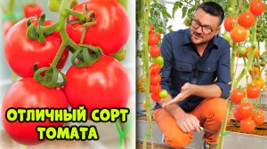 Идеальный сортовой томат розового цвета!