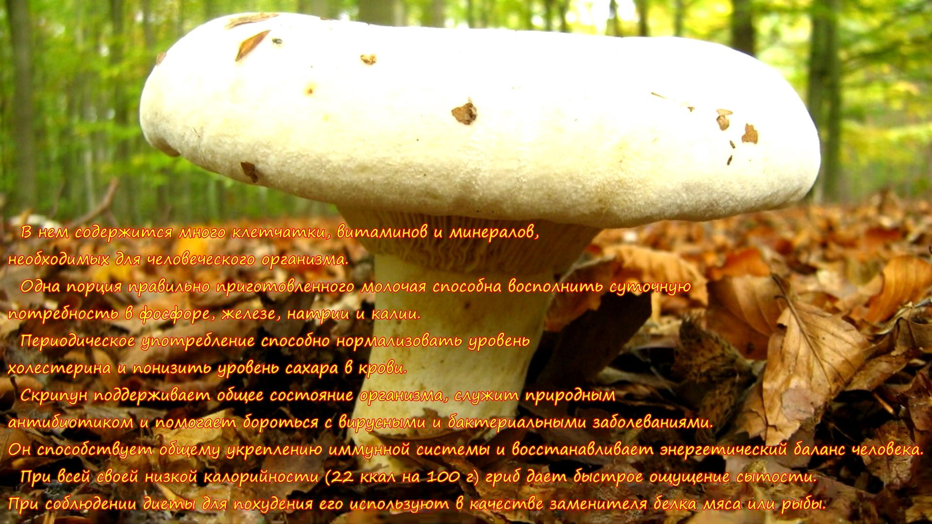 Массово недооценённый гриб Скрипица. Описание, сбор, засолка