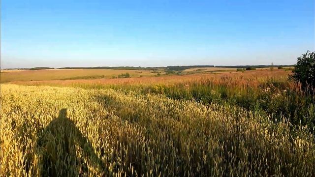 Шикарное открытие! Охота на Тетерева, Куропатку и перепела! Sabatti Artemide смотреть онлайн