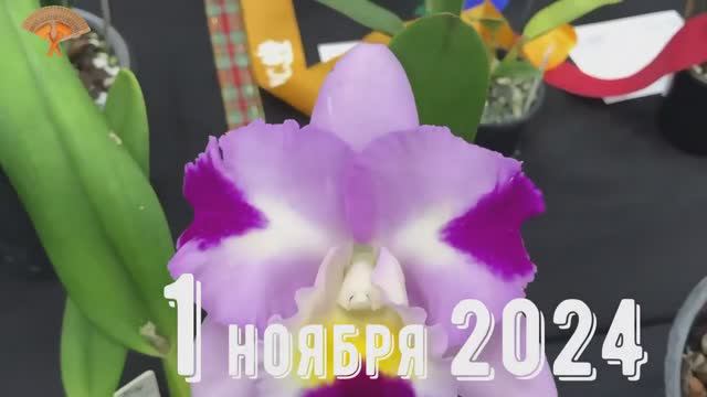 Грабли веерные Для любителей канала Грабли Live 01 11 2024