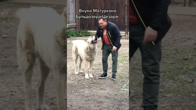 БУГАЙ АЛАБАЙ ЦЕЛУЕТ СВОИХ!)