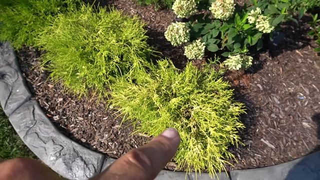 Late July Garden Update: Mulching & Propagating Coleus смотреть онлайн