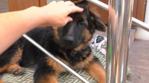 Роза - ЩЕНОК Длинношерстной Немецкой Овчарки 3 мес Puppy long-haired German shepherd 3 months.