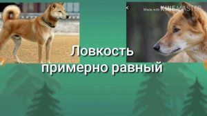 Корейский чиндо против Динго