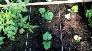 Огурцы КИТАЙСКИЙ ДОЛГОЖИТЕЛЬ. Взошли и как Растут и Развиваются на 26 июня 2021г.