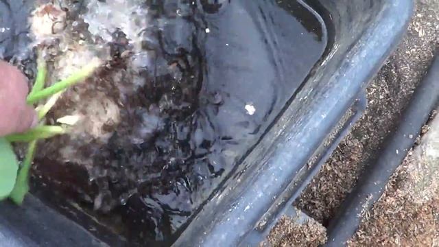 Выгонка тюльпанов. "Некачественная луковица" Мифы и реальность. смотреть онлайн