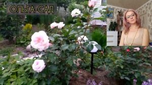 Роза ШЛОСС ОЙТИН-Schloss Eutin безупречность🍥