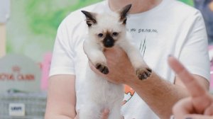 Котята меконгского бобтейла на выставке кошек