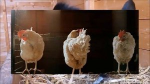 Несушки спят в гнездах и не садятся на насест, что делать?