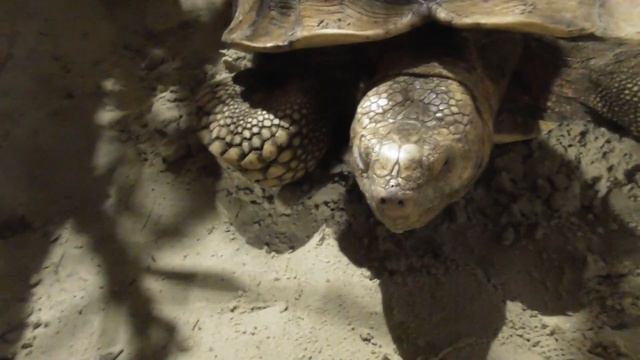 Записала черепаху к врачу /Черепахи в плохих условиях смотреть онлайн