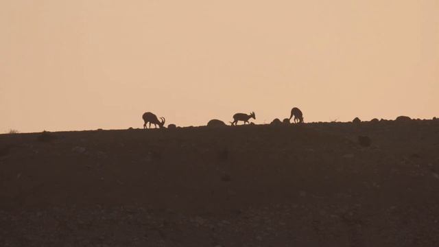 Дивовижний Ізраїль. Пустеля Негев - документальний фільм українською [FullHD]