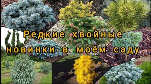 НОВИНКИ редких хвойных растений в моём саду!13.04.2024г