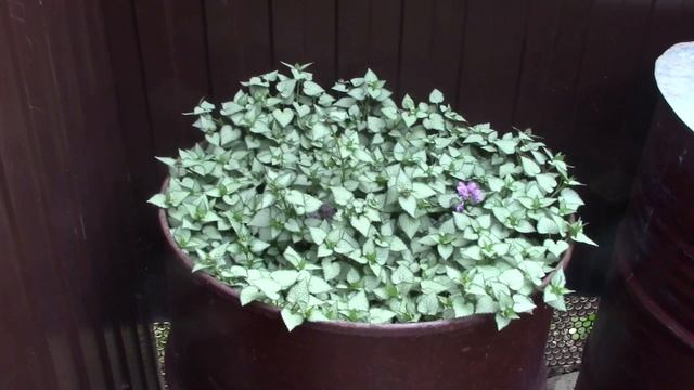 Пищевые отходы.mp4 смотреть онлайн