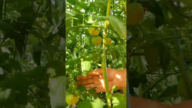 ЛУЧШИЕ СОРТА ТОМАТОВ❗Обзор теплицы 2022☀️