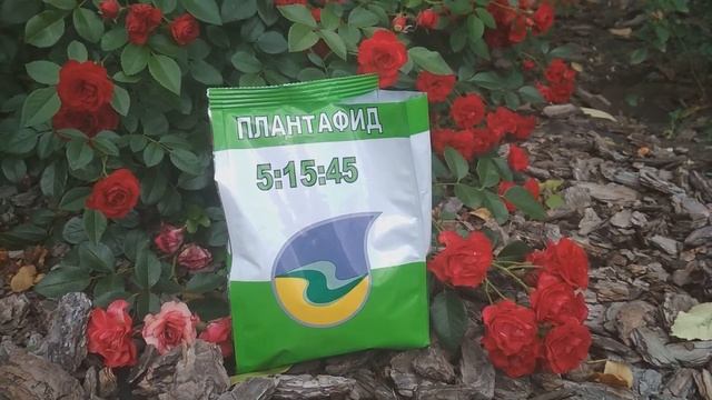 Листовые подкормки роз осенью