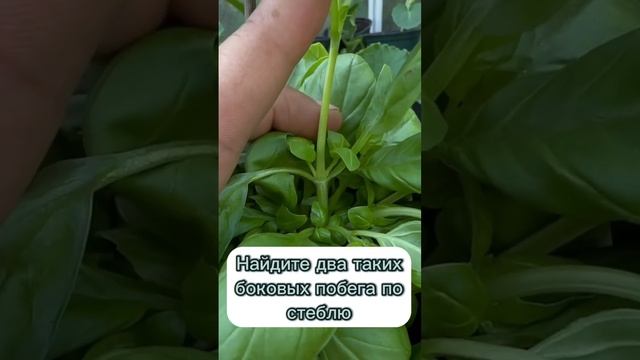 Как сделать так, чтобы растение росло пышнее и сочнее ? #сад #огород #базилик #дача #совет смотреть онлайн
