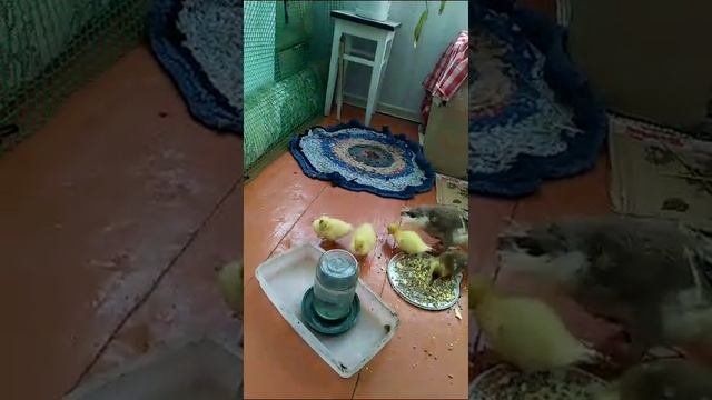 В веранде безопаснее
