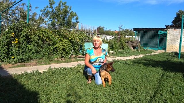 Воспитание щенка. Как научить щенка давать лапу?