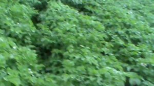 Картофель выращивание ч 8. Секрет очень хорошего урожая. Много картошки.