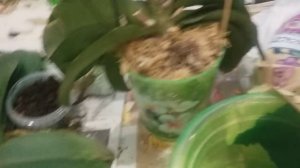 Орхидея отцвела. Что с ней делать дальше?