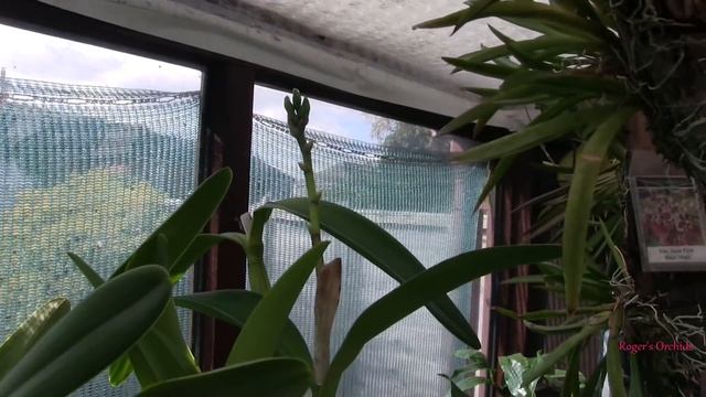 A New Developement (Dendrobium cuthbertsonii Bud) смотреть онлайн