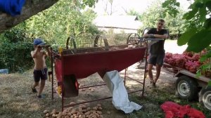 Сортировка картофеля ручной сортировочной машиной, польского производства.