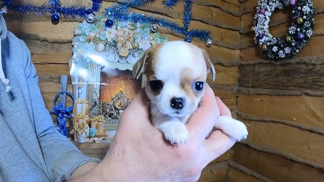Очень ДОРОГО продаю Щенков породы ЧИХУАХУА / питомник МАРИ МИСТИК /ВЫСОКОПОРОДНЫЕ щенки ЧИХУА прода