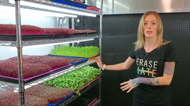 How to Grow Orach Microgreens - Full Walkthrough - On The Grow смотреть онлайн