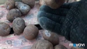 Посадка картофеля Белая роза