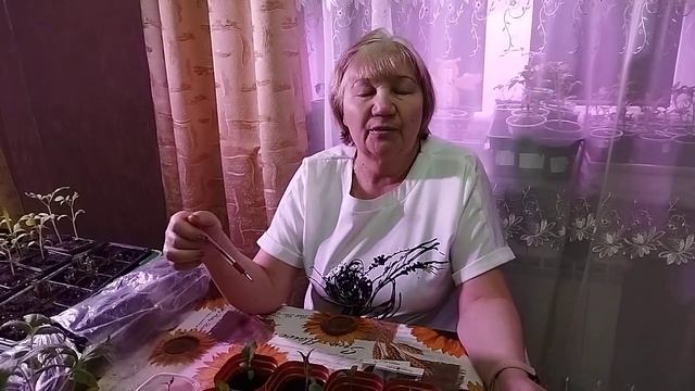 КАК ВАЖНО НЕ ПОТЕРЯТЬ ДРУГ ДРУГА. ТОНКОСТИ ВЫРАЩИВАНИЯ РАССАДЫ БАКЛАЖАНОВ