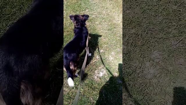 Немецкая овчарка и дворняга смотреть онлайн