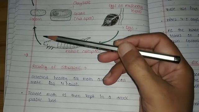 sericulture B. sc 3rd year zoology|life cycle of silkworm| bombyx mori|