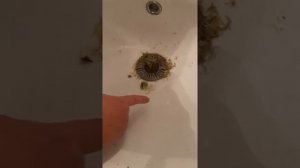 Обработка мха сфагнум.