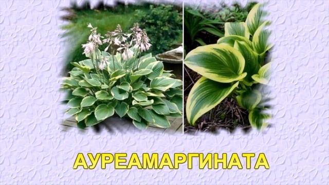 ЛУЧШИЕ СОРТА ХОСТ ДЛЯ СОЛНЕЧНЫХ МЕСТ