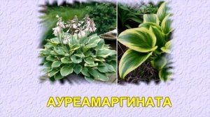 ЛУЧШИЕ СОРТА ХОСТ ДЛЯ СОЛНЕЧНЫХ МЕСТ