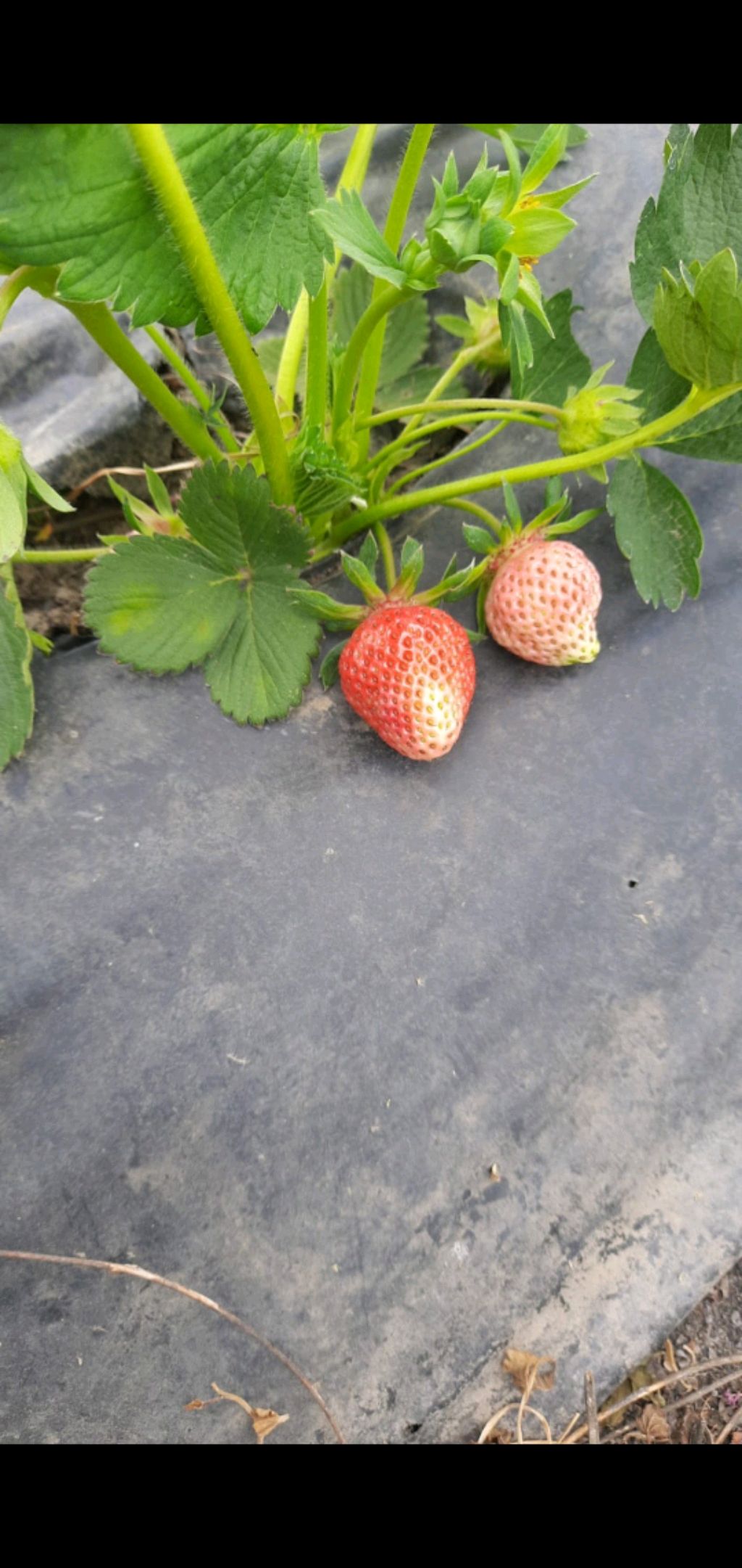 Первая Клубничка. Открытый грунт. Азия